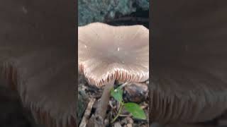 Beautiful Pluteus sp mushroom fungi mushroom [upl. by Aldarcy101]