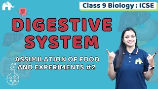 Digestive System Class 9 ICSE Biology  Selina Chapter 11  Assimilation of food and Experiments 2 [upl. by Elleirbag]