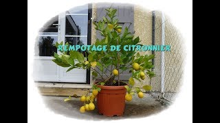 Comment rempoter un citronnier  Monjardindansleslandes [upl. by Ennairak]