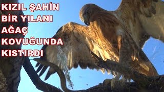 KIZIL ŞAHİN BİR YILANI AĞAÇ KOVUĞUNDA KISTIRDI [upl. by Veats]