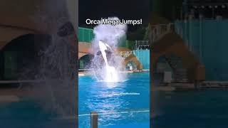 Night Show Killer Whales Show off MEGA JUMP HOPS for EVERYONE [upl. by Klug881]