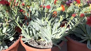 Senecio Cephalophorus quotBlazin Glory or Mountain Firequot 🧡❤️💐🏜️👍🥰 [upl. by Radmen]