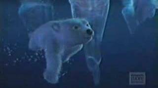 comercial de coca cola del oso polar [upl. by Friedberg]