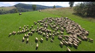 Bieszczady  hodowla owiec w Kalnicy [upl. by Dnomayd806]