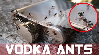 vodka ants [upl. by Ennasirk]