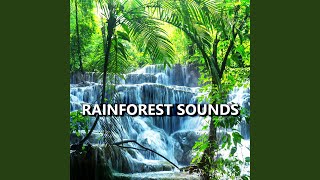 Rainforest Sounds [upl. by Relyk]