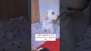 Kuch to bolna chah ri😁😂labrador doglover funny comedy shorts fyp ytshort explore love [upl. by Burl]