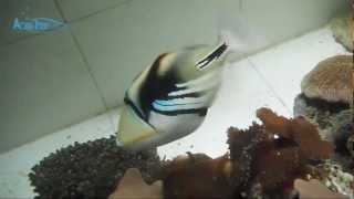 Picasso triggerfish Rhinecanthus aculeatus  AquaFishVietcom [upl. by Xymenes446]