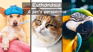 Euthanasia A Pets Perspective [upl. by Inajar]