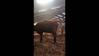 Rednock Salers Cattle  The Ultimate Easy Calving Breed [upl. by Danialah478]