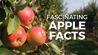 Fascinating Apple Facts [upl. by Arevle]