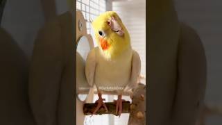 Cutest Thing Ever 🥰 cockatielscraze [upl. by Georgy192]