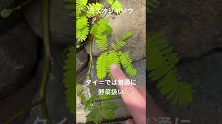 ミズオジギソウwatermimosa Neptuniaoleracea 熱帯植物 世界の野菜 [upl. by Vivyan801]