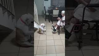 Goofy Dog Dances As Grandma Sings [upl. by Asin466]