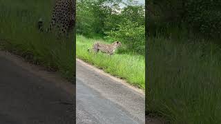 Cheetah Calling In Kruger Park [upl. by Chester]