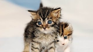 Raising Orphan Kittens by IBOK Rescue [upl. by Lorn]