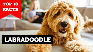 Labradoodle  Top 10 Facts [upl. by Anawk]