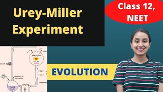 Millers Experiment  Class 12  Evolution [upl. by Michaeu]