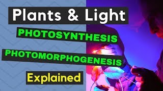 Photosynthesis and Photomorphogenesis and Led Grow Lights [upl. by Martens]