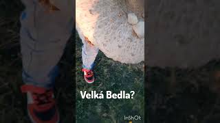 Velká Bedla Chcete Part 2 foryou panda funnymemes pandapandapanda humormemes cringe [upl. by Emaj76]