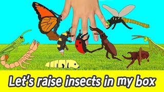 EN Lets raise insects in my box kids cartoon insects names for kidsㅣCoCosToy [upl. by Kedezihclem]