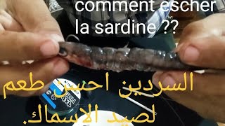 comment escher la sardine correctement pour la pêche du loupbarكيفية التطعيم بالسردين لصيد الدرعي [upl. by Melesa581]