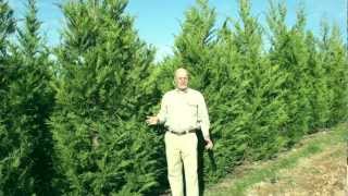 Leyland Cypress Evergreen Trees [upl. by Edythe]