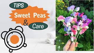 Sweet Peas  Tips amp Care  Cutflower  Lathyrus Odoratus [upl. by Marzi413]