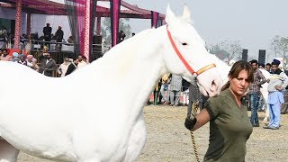 Unique White Nukra Horse from Punjab [upl. by Janka139]