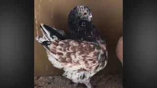 Amazing Modena Pigeons Lofts amp Breeding cages [upl. by Esialb]