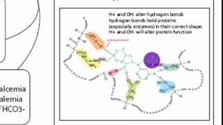 pH Acid Homeostasis Part 1 [upl. by Leahcar]