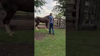 mangalargamarchador paulistão rancho horse roça fazenda tradição bruto [upl. by Immanuel]