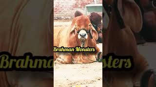 Brahman Bulls for Qurbani 👍Big Bulls Brahman Bachray 👌👌 [upl. by Louanne]