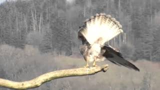 Buzzard on larch perch caught by gust has a poop  Dyfi Osprey Project [upl. by Gore303]