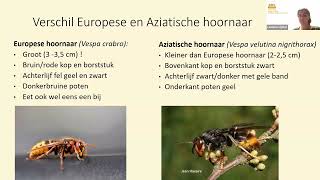 Webinar Aziatische hoornaar NBV  Purmerbij [upl. by Finstad560]