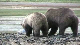 Katmai Coast Bear Viewing Expedition September 2006 Katmai National Park Alaska Grizzly [upl. by Onifled982]