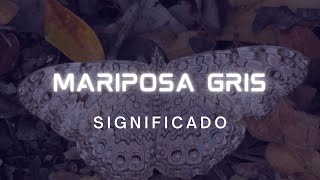 🦋¿Cual es el significado de la mariposa gris🦋 [upl. by Brander]