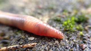 دودة الأرض Earthworm [upl. by Drucilla836]