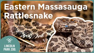 Did you know these 3 Eastern Massasauga rattlesnake fun facts [upl. by Natsreik43]