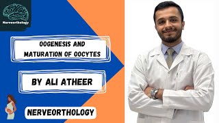 Embryology  oogenesis and maturation of oocytes [upl. by Suriaj887]