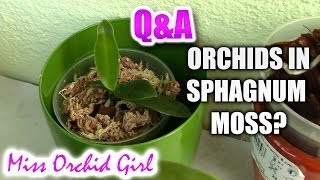 QampA  How do nurseries grow Orchids in sphagnum moss [upl. by Eninotna812]