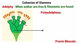 Androecium  Stamens  Adelphy  Syngeny  Pravin Bhosale [upl. by Tezzil]