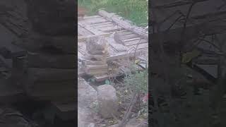 Cute bird in evening  Beautiful Dove  Food  Mountain Village  Nature Buddies viralvideo shorts [upl. by Enelak967]