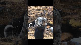 Mastiff dogs are surrounding a snow leopard [upl. by Watkin987]