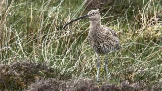 Curlew Alarm Calls [upl. by Eninahs]