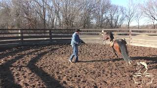 Aequitas Arabian Stallion Part 19 Hes Learning to Think [upl. by Driscoll973]