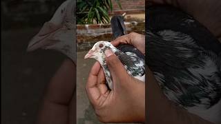 Sell pigeon call 7278933046 [upl. by Gabler]