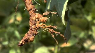 Diagnosing Nematode Damage in the Field [upl. by Hesler]