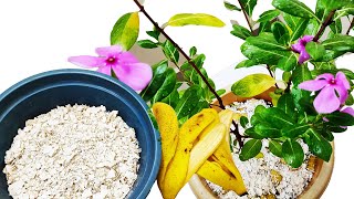 Easy Fertilizer for plants  Egg Shell and Banana Peel Fertilizer  NCG Garden [upl. by Aramad]