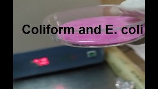 شرح I خطوات طريقة فحص بكتيريا I Coliform and E coli في الماء بطريقة الميديا الجاهزة [upl. by Supat]